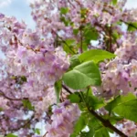 blauglockenbaum nachteile
