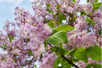 blauglockenbaum nachteile