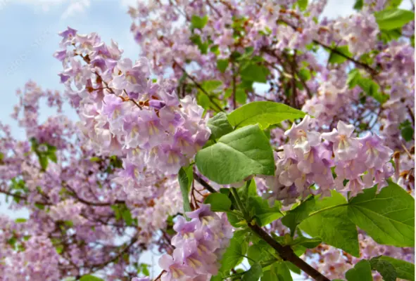 blauglockenbaum nachteile